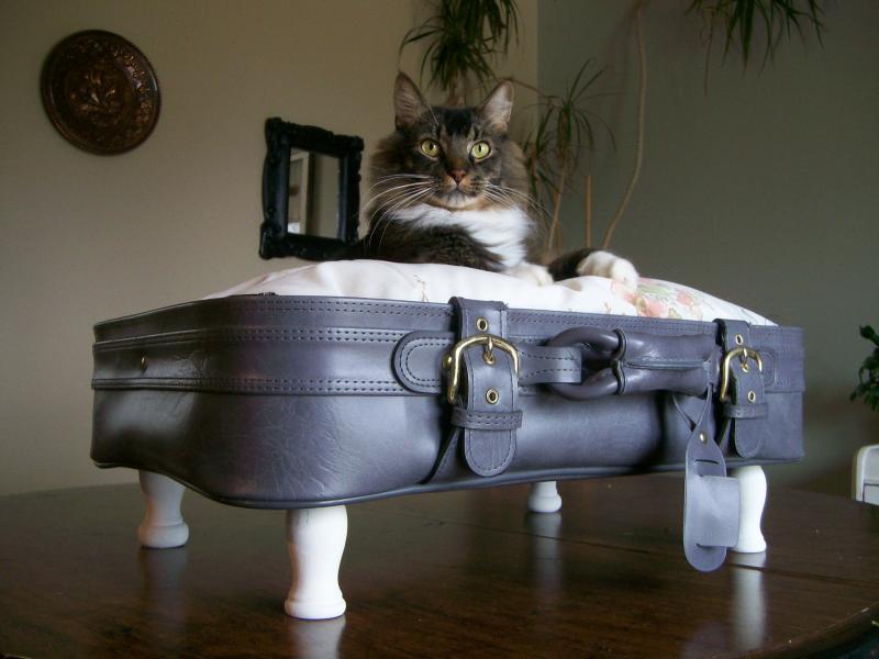 Cat In A Suitcase. a suitcase your cat#39;s new